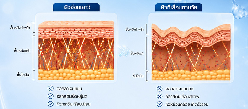 โครงสร้างผิว และ 5 องค์ประกอบ.jpg