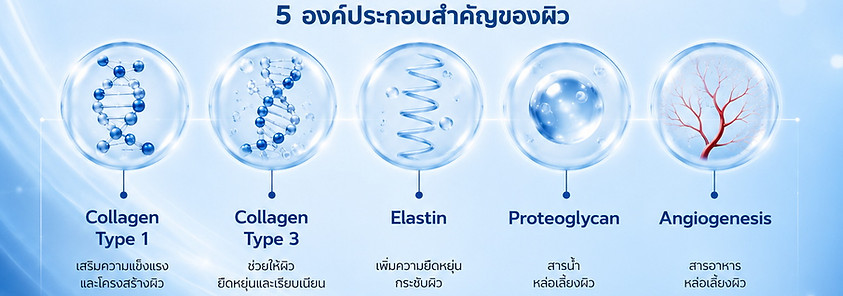 โครงสร้างผิว และ 5 องค์ประกอบ.jpg