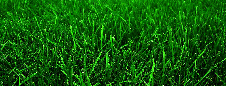 grass dark for header.jpg