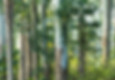 Eucalyptus Grove