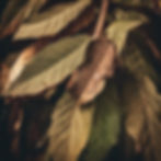 cigar farm leaves.jpg