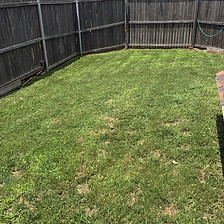 Backyard Clearance