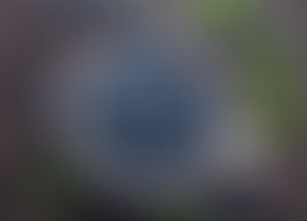 Uncover the Mysterious Benefits of Blueberries for Dogs: A Berrylicious Boost for Your Pup's Health!