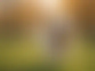 A happy, healthy dog running