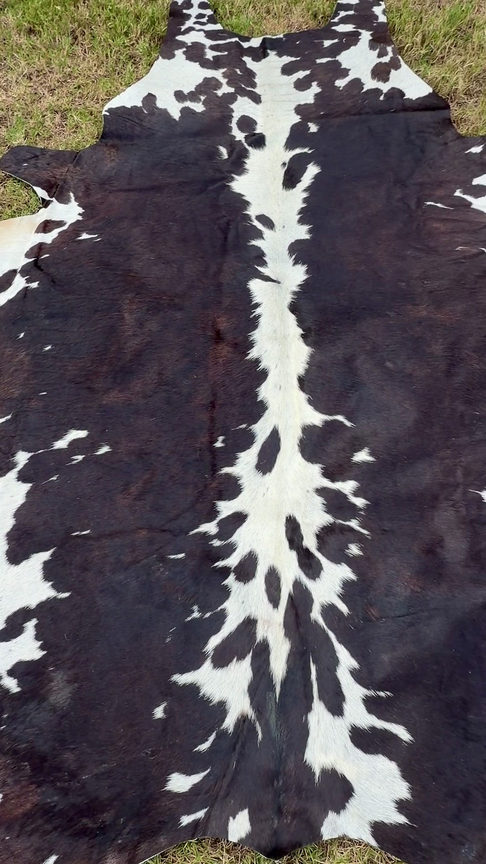 Thumbnail: Tricolor Cowhide Rug Brown Western Rodeo Decor 5.5 x 5.25 ft