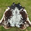 Thumbnail: Large Cowhide Rodeo Rug Tricolor Brown Western Decor 6 x 5.5 ft