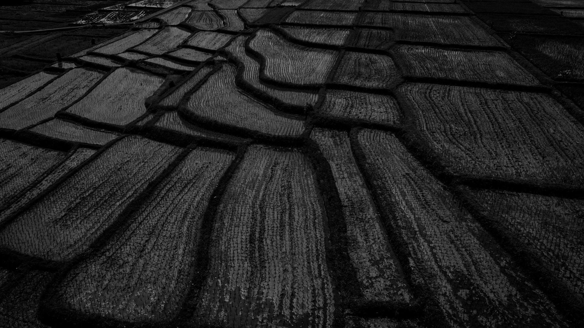 Rice Fields Series (4)