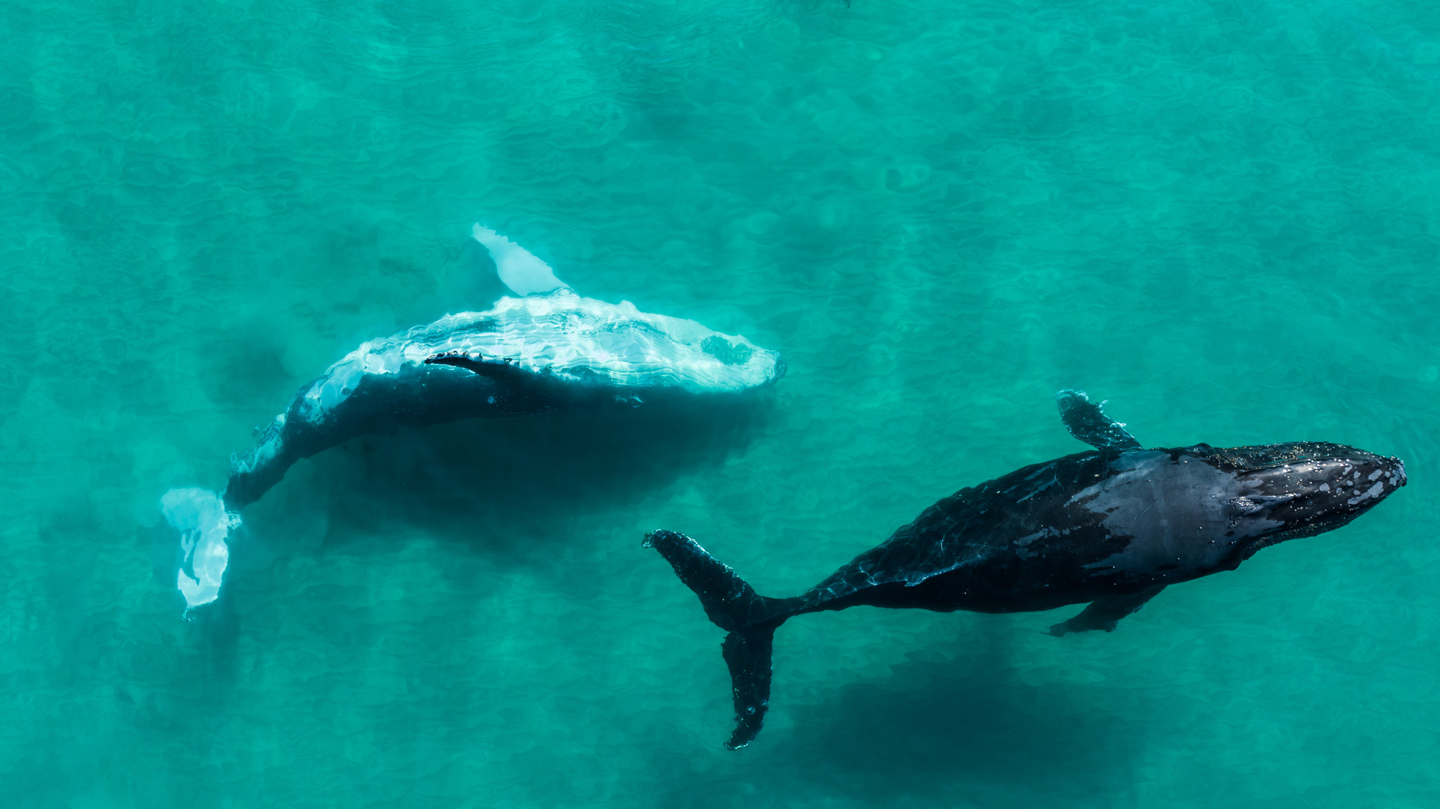 The Whales Series (2)