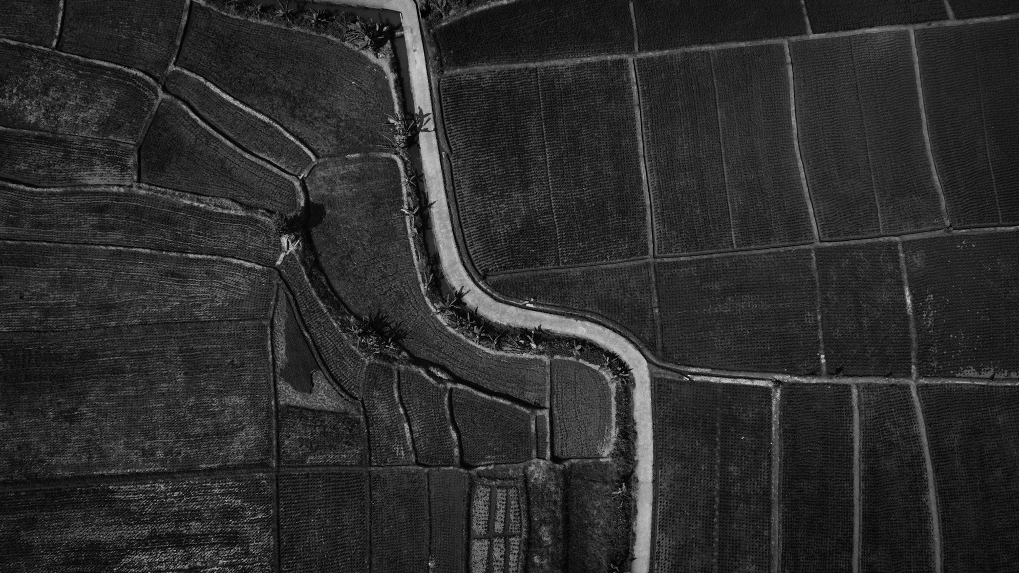 Rice Fields Series (2)