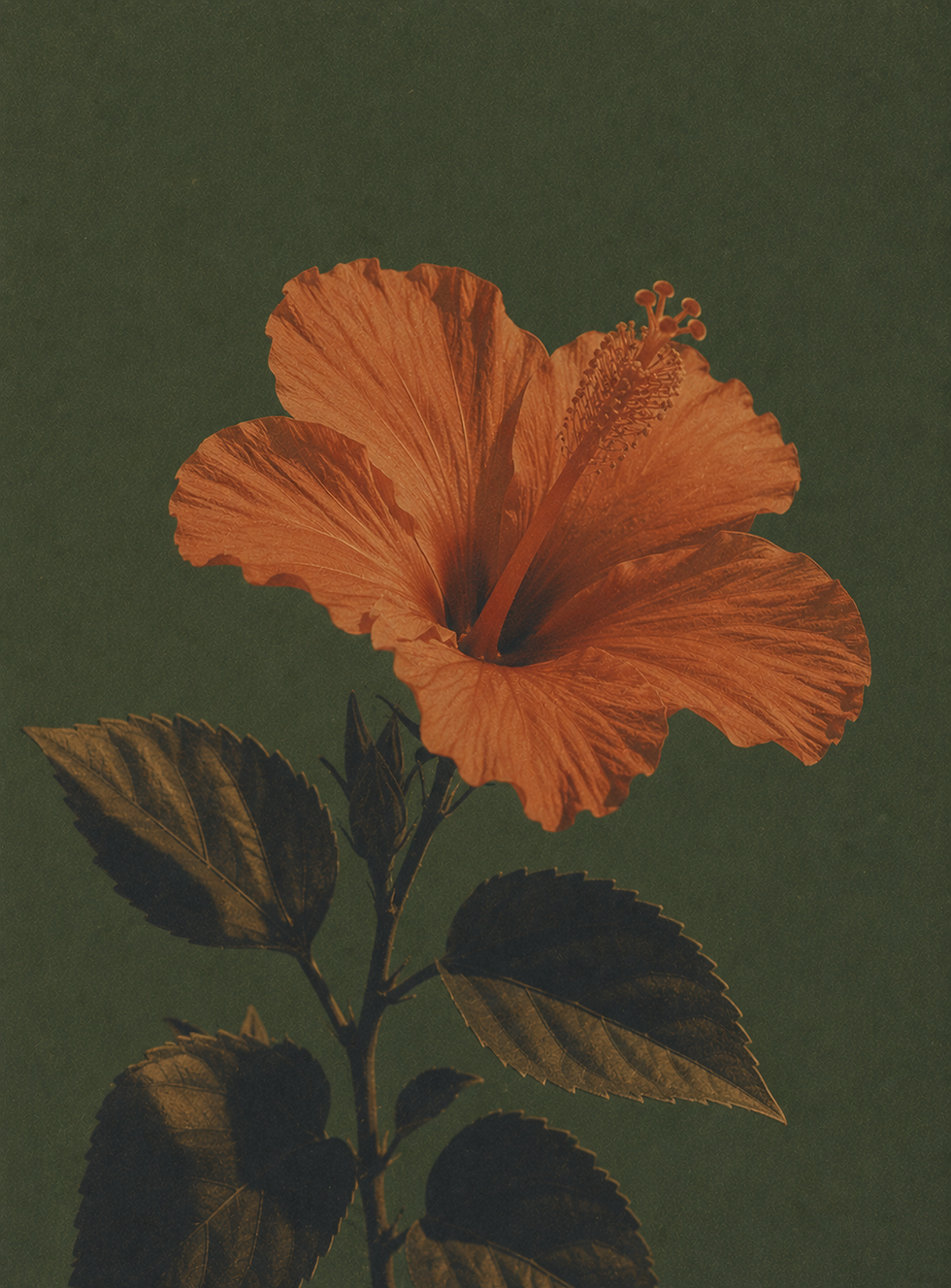 FLOWER 5.png