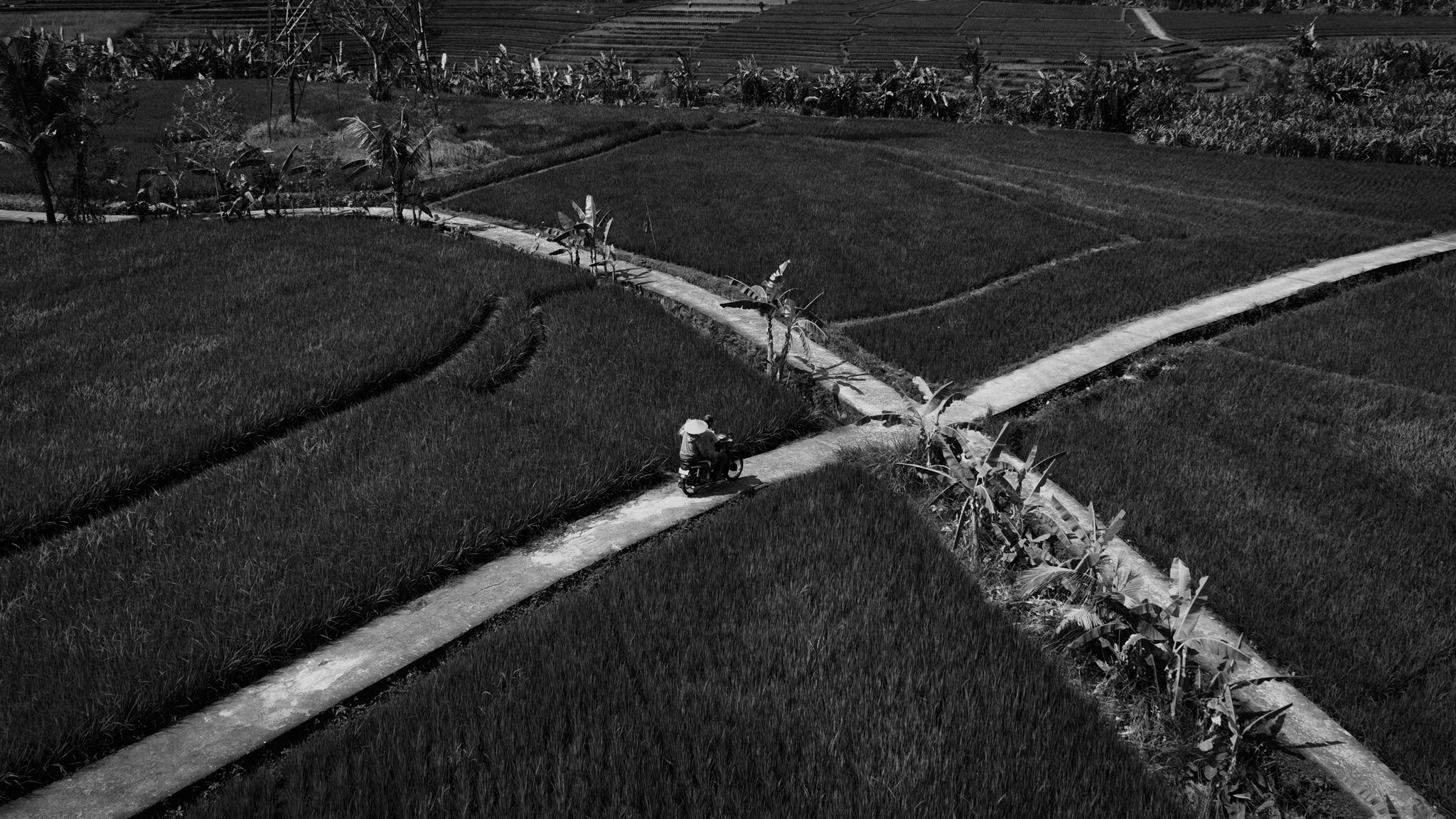 Rice Fields Series (1)