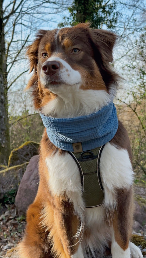 Berger australien portant un snood en coton biologique en pleine nature.