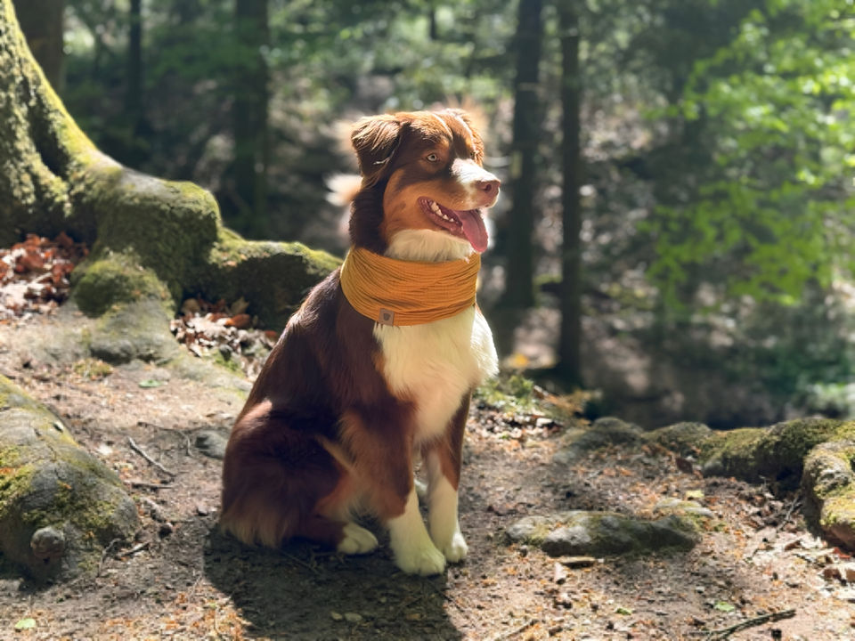Berger australien portant un snood en coton biologique en pleine nature.
