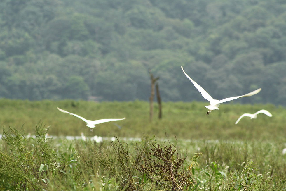 Great Egrets