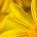 bloom-blooming-blossom-blossoming-548391.jpg