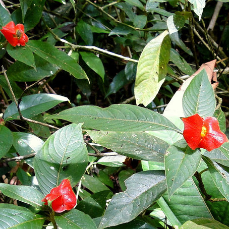 Labios ardientes / Psychotria poeppigiana