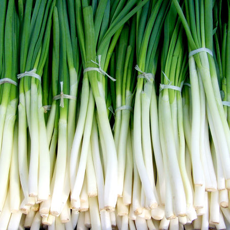 Cebollino / Allium schoenoprasum