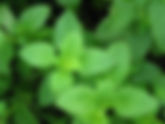 Menta / Mentha piperita