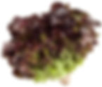 Lechuga roja / Lactuca sativa
