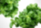 Albahaca / Ocimum basilicum