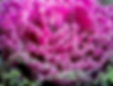 Kale rizada morada / Brassica oleraceae 'Redbor'
