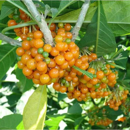 Güitite/ Acnistus arborescens