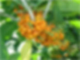 Güitite/ Acnistus arborescens