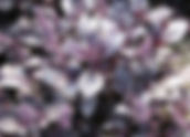 Albahaca morada /  Ocimum basilicum var. purpurascens