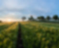 Barley%2520Fields_edited_edited.jpg