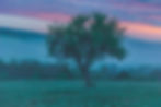 Tree%20of%20Life.%20As%20I%20saw%20the%20tree%20from%20afar%2C%20I%20fell%20in%20love%20with%20him%2