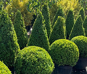 topiary box-balls-and-cones_edited.jpg