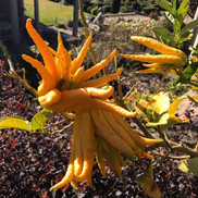 26 Budda's Hand Fruit - Maria Foti.jpeg