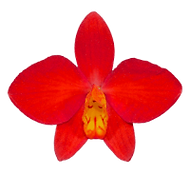 orchid kevin weston logo-200x200.png