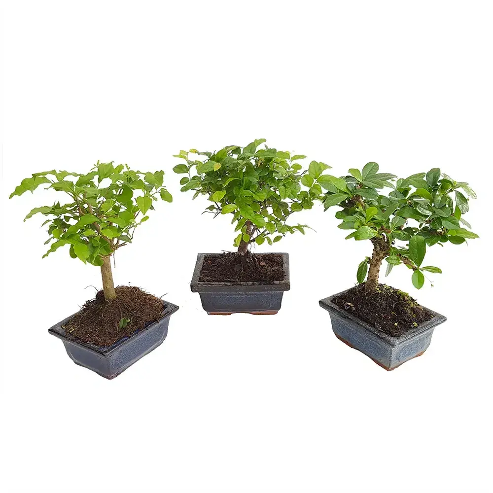 Bonsai ghiveci 11-13 cm