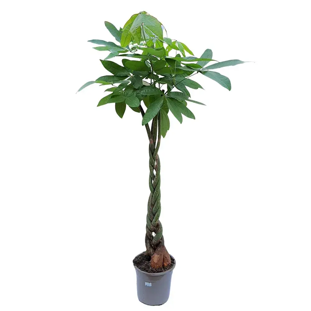 Pachira Aquatica