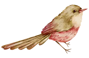 bird-watercolor-hand-paint-free-png.webp