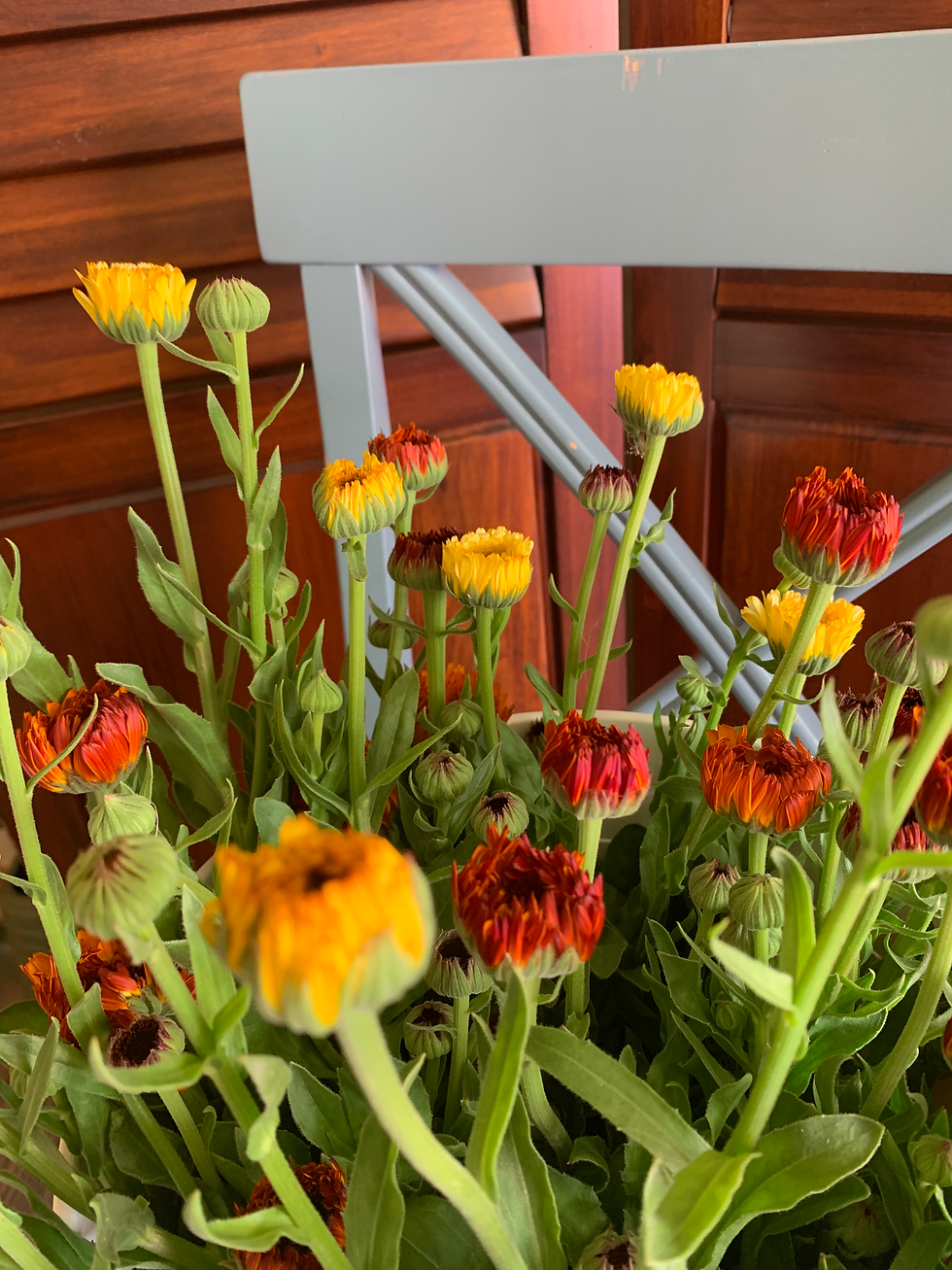 freshly harvested calendula