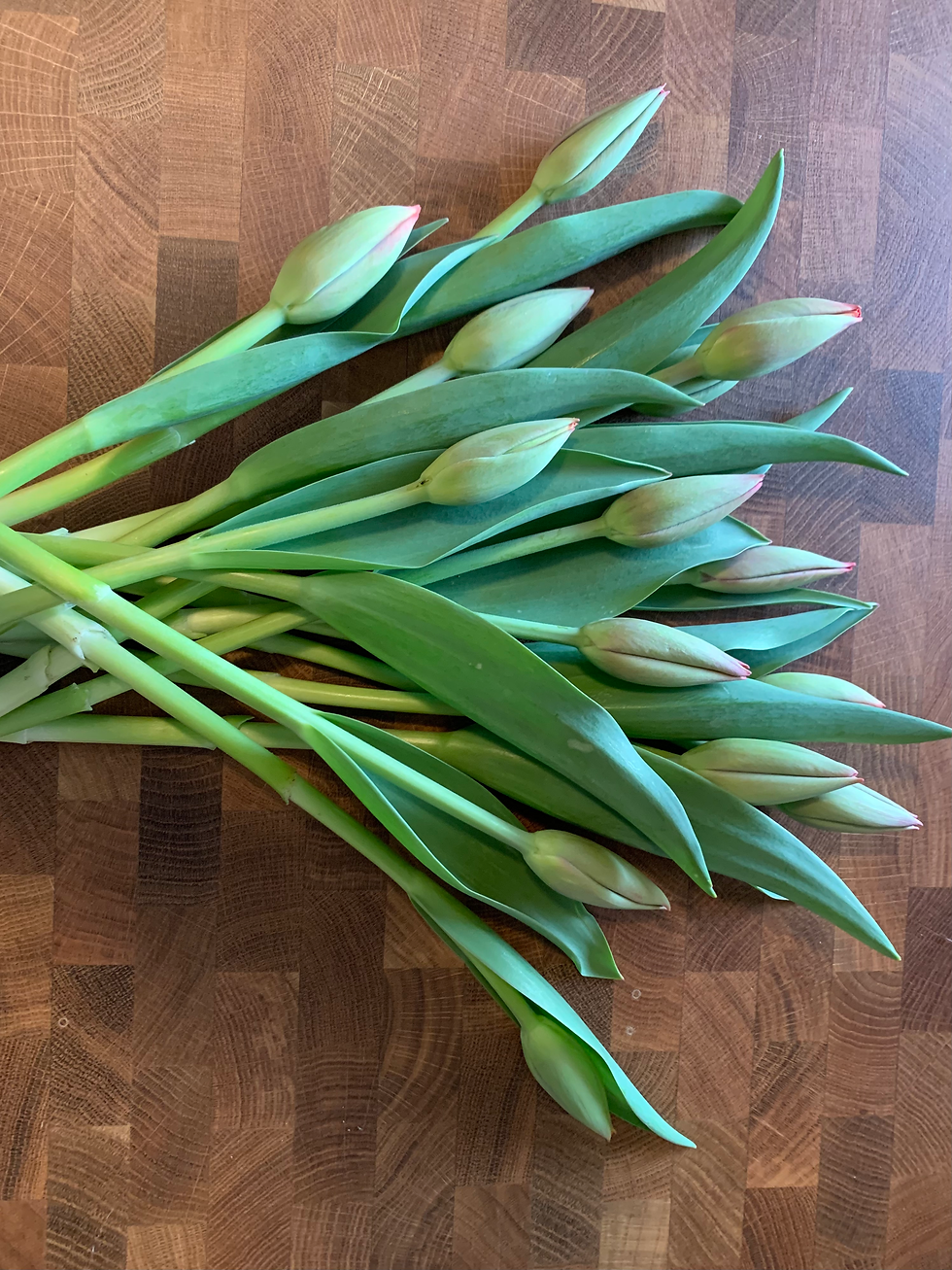 Local Tulips: From Planting to Harvest