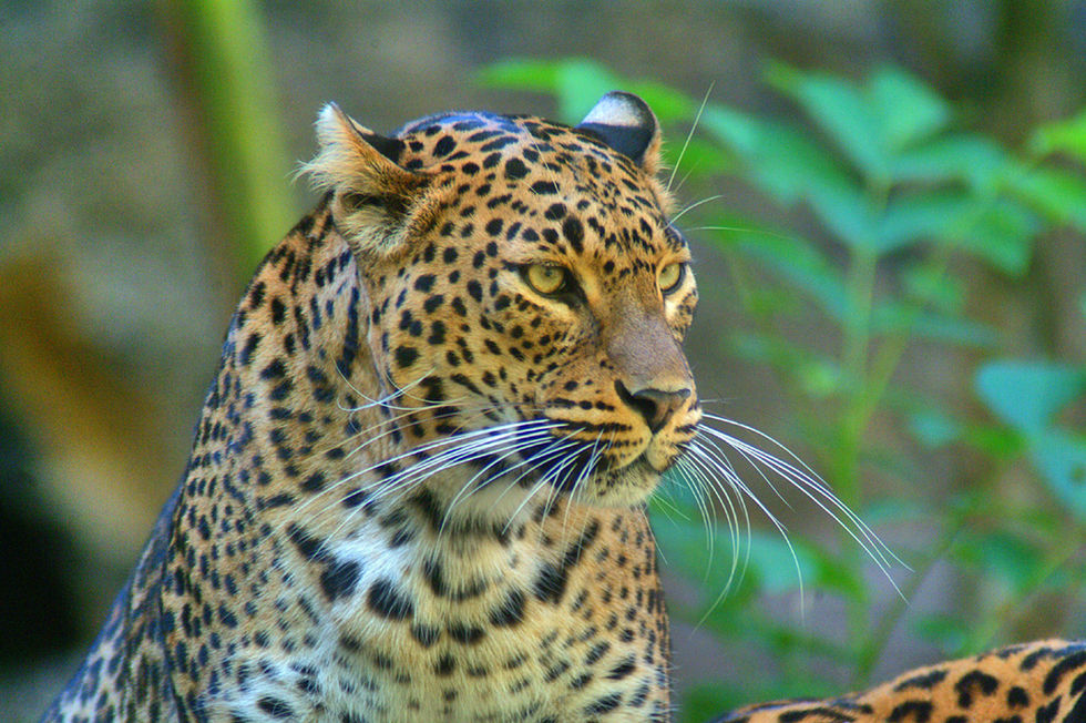 ©Arnaud Olszak   (11).JPG