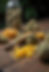 freepik__a-table-full-of-high-quality-bubble-hash-live-rosi__31710.png