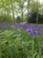Bluebell woods