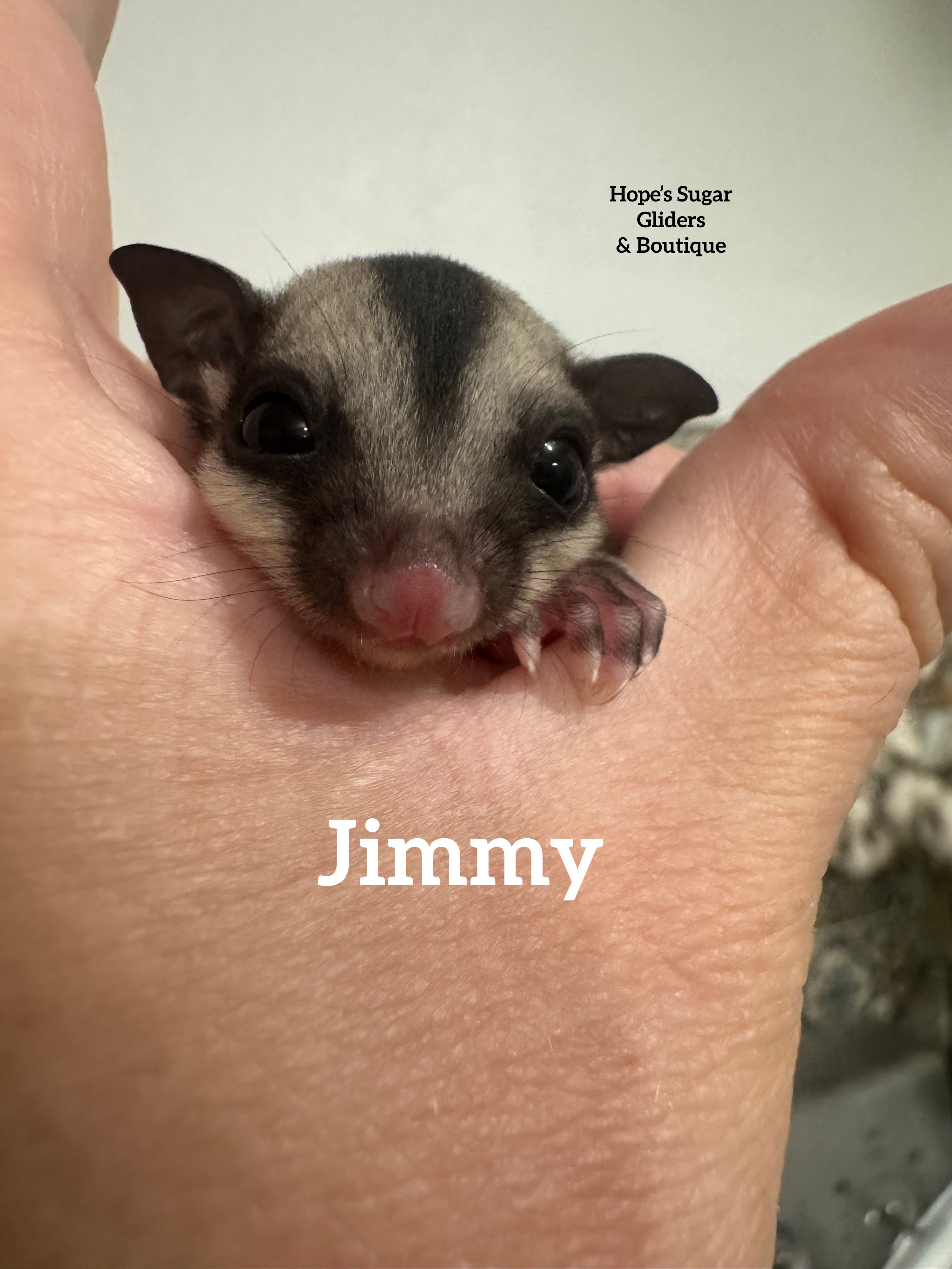 Jimmy- black beauty ask about breeding price