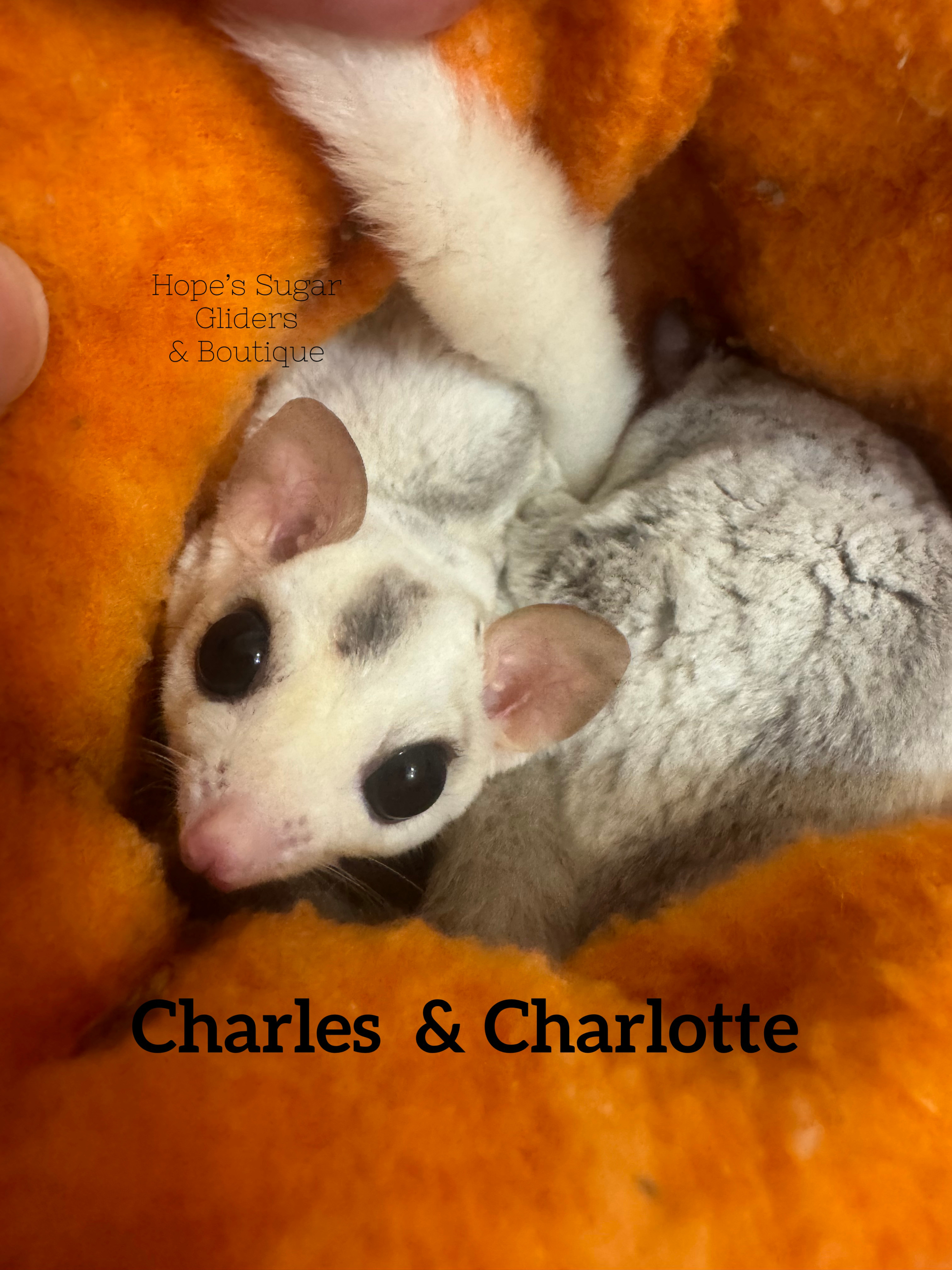 Charlie & charlotte-just under 2 years   
