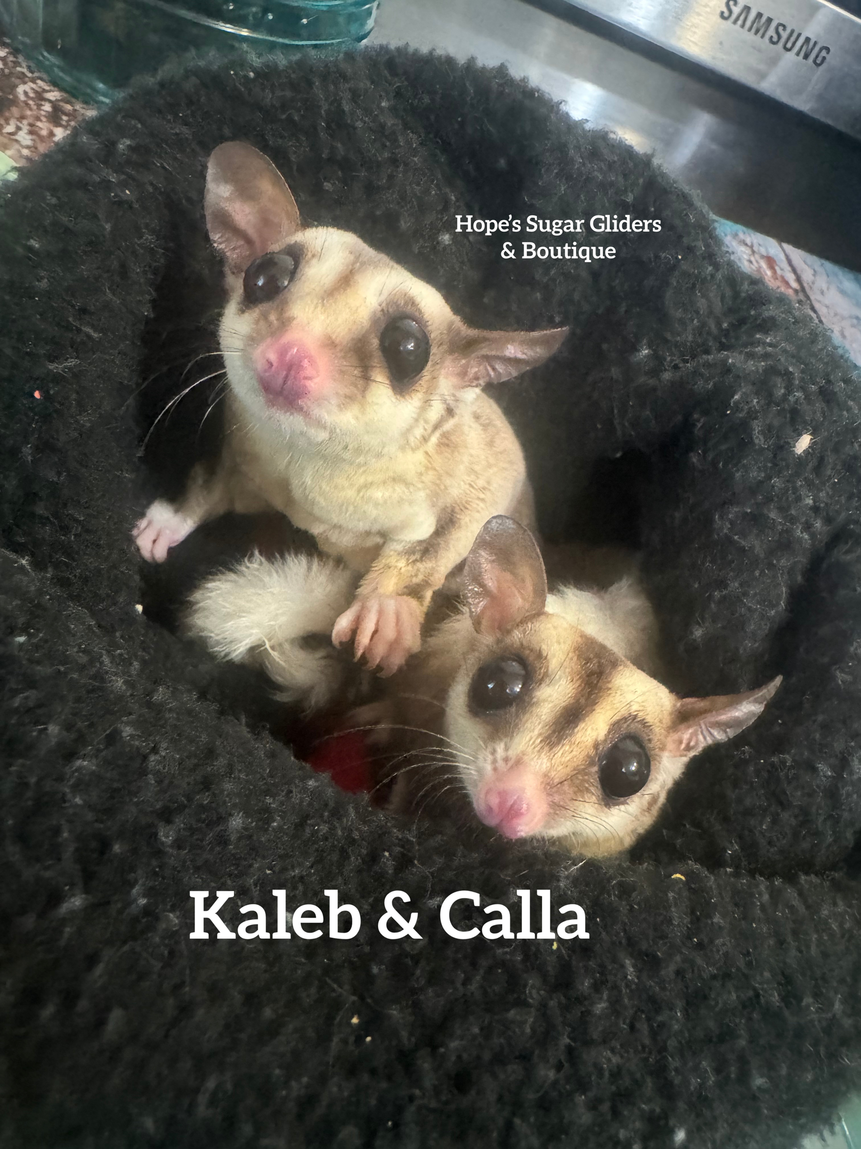 Kaleb 1.5 yrs Nuetered & Calla 1.5 brother\sister mosaic ringtails