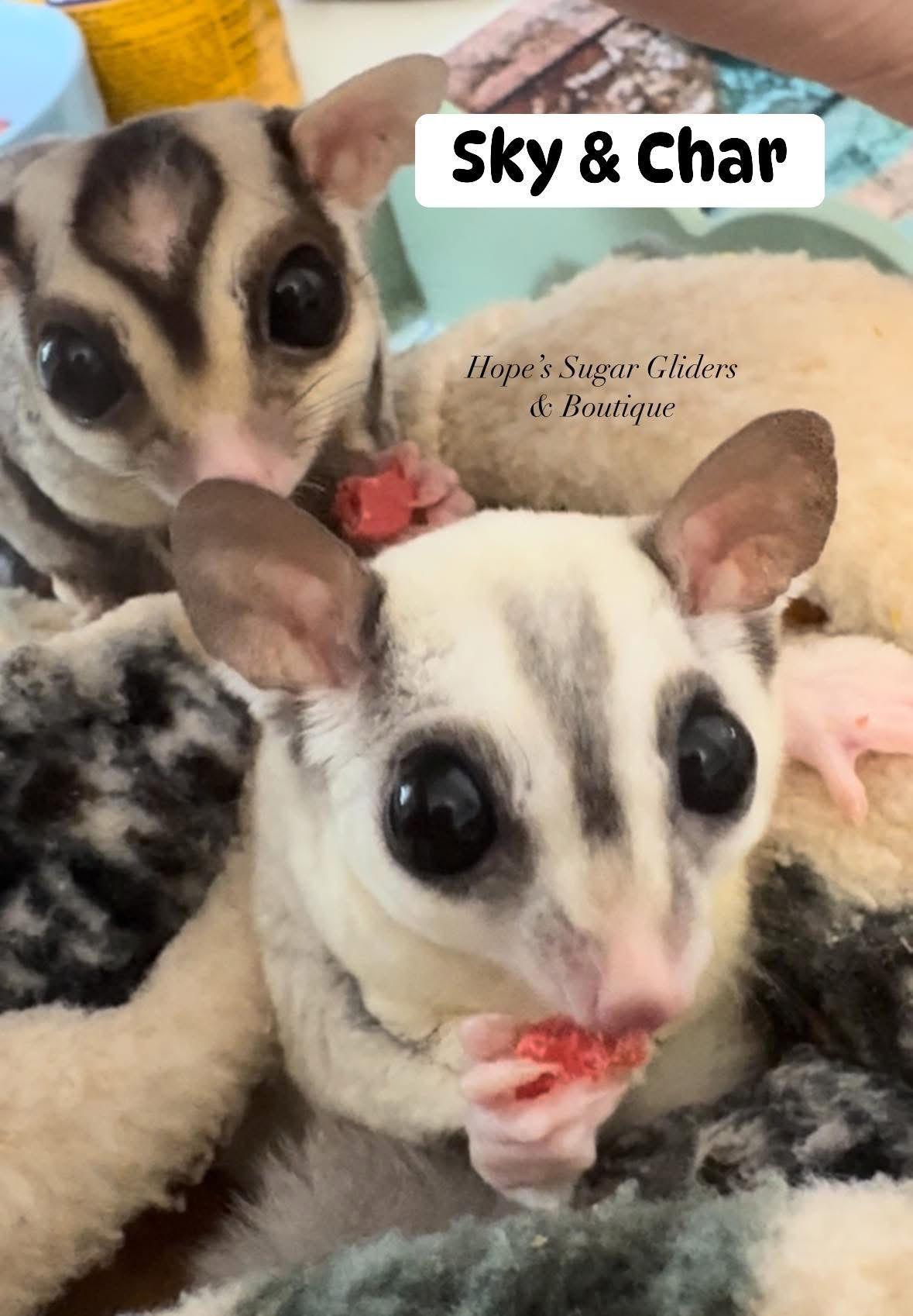 Sky & char-older pair curly on hold til Joey is raised 
