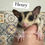 Thumbnail: Henry-ask about breeding 