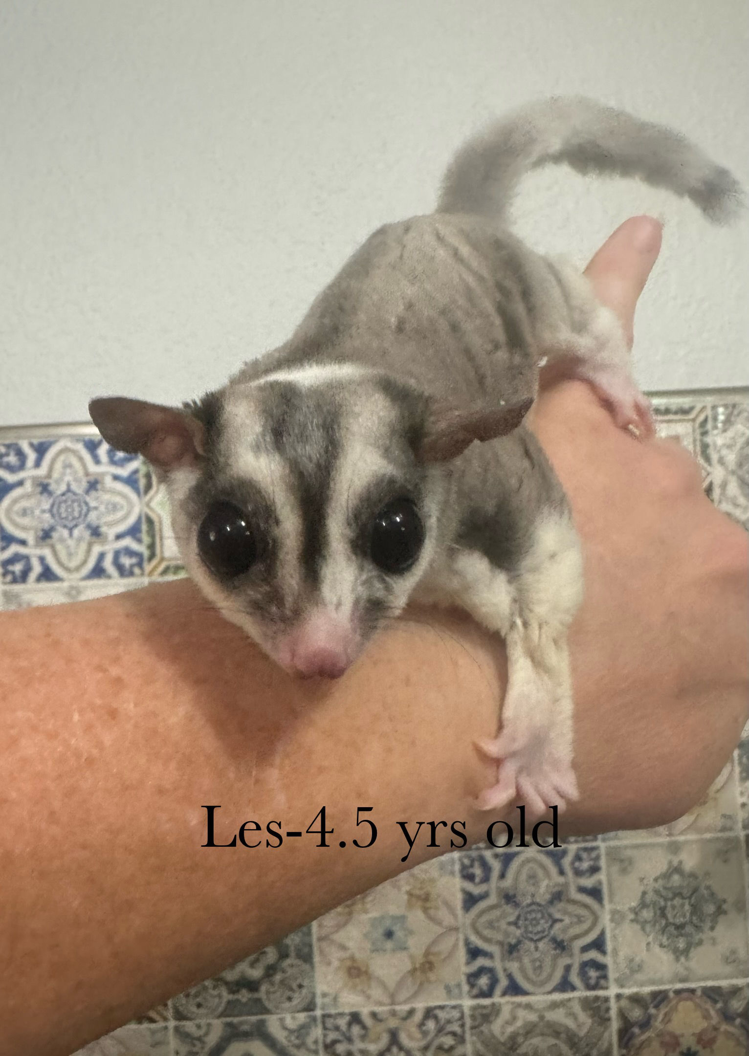Les-4.5 yrs ringtail mosaic-nuetered-no females!