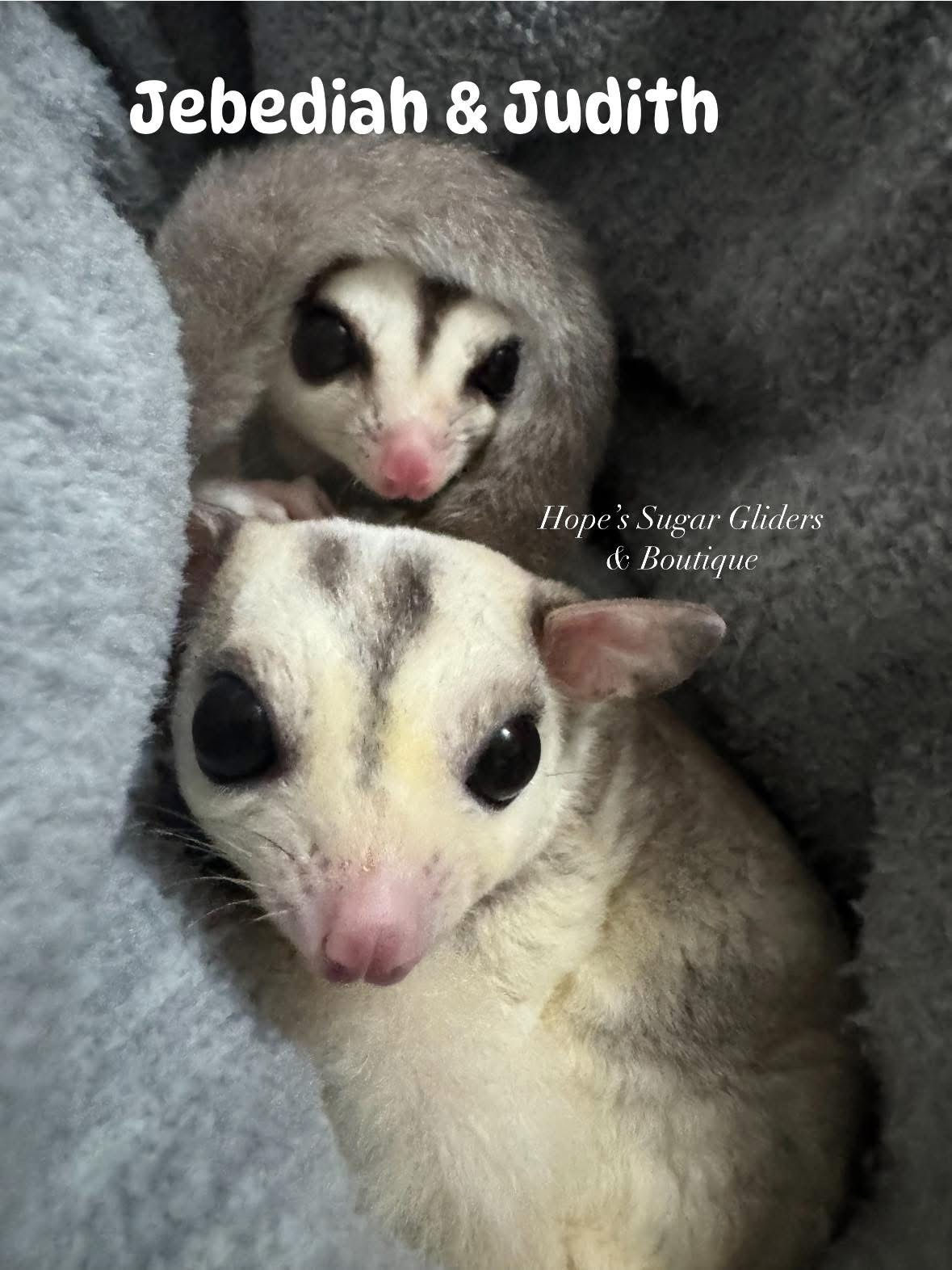 Jedediah -nuetered curly & Judith 