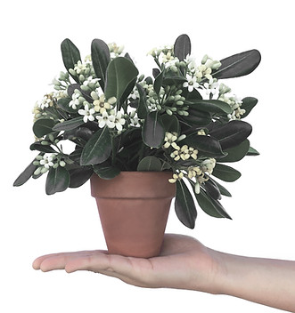 Planta