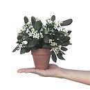 Plante